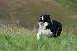 BORDER COLLIE 760